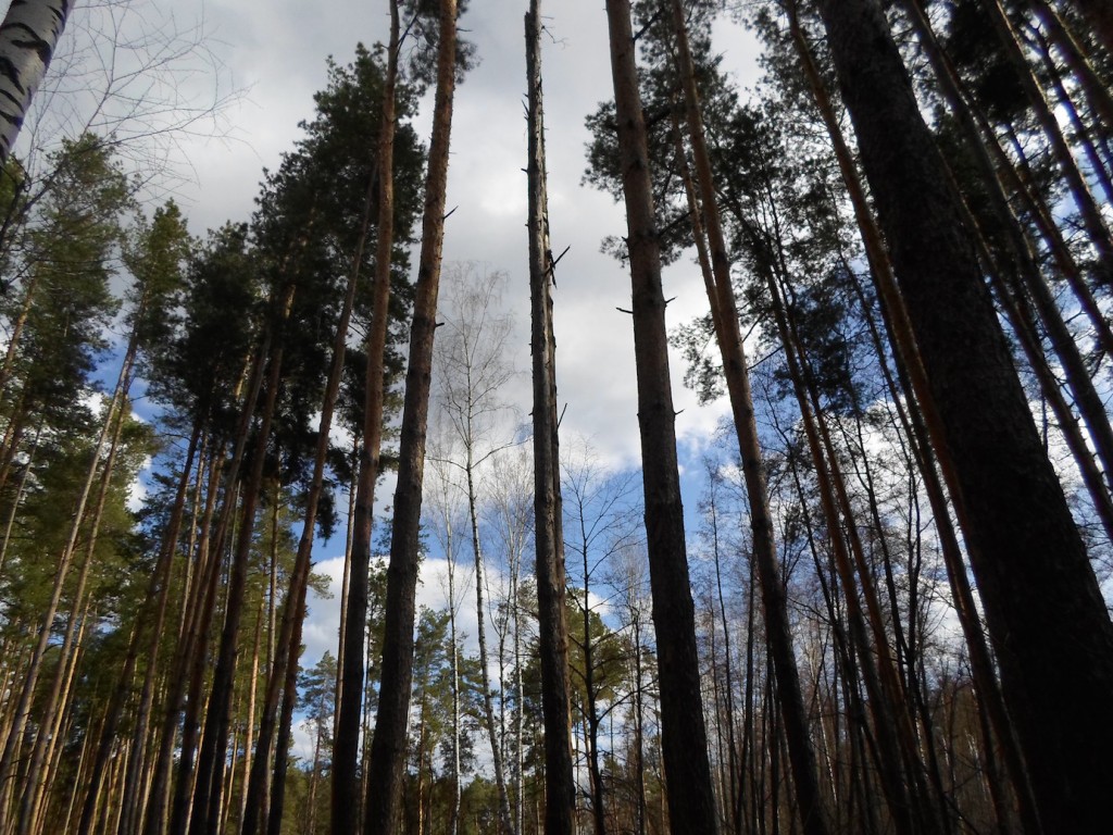 Пригородный лес