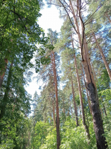 Котовский лес